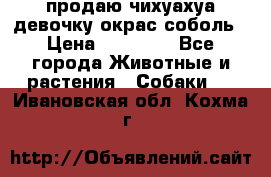 продаю чихуахуа девочку,окрас соболь › Цена ­ 25 000 - Все города Животные и растения » Собаки   . Ивановская обл.,Кохма г.